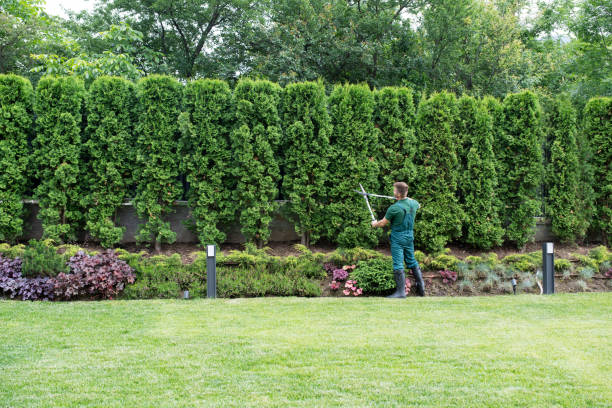 Best Lawn Maintenance Plans  in Krugerville, TX